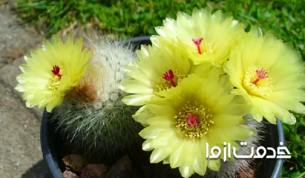 پارودیا واراسی